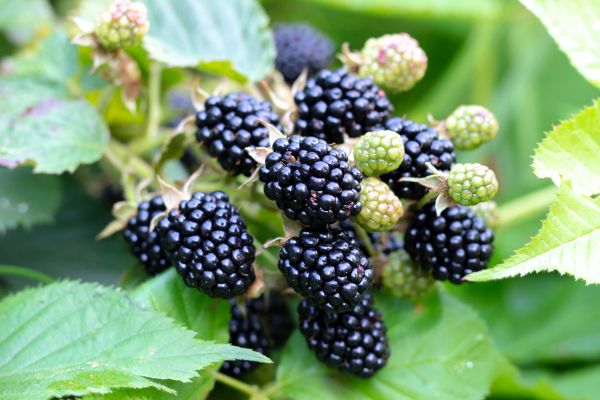 Blackberry Bush Removal in Claremore