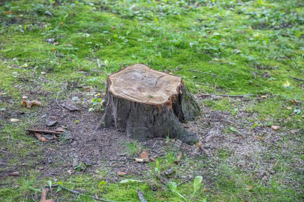 Bush Stump Removal in Claremore