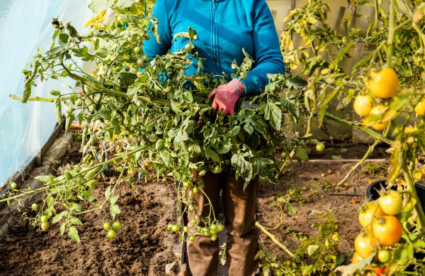 Cost of Garden Plant Removal in Claremore