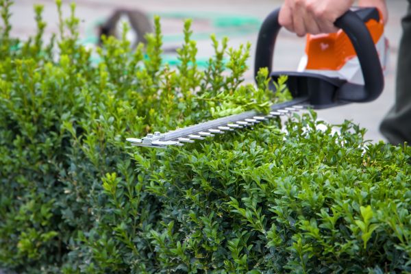 Hedge Shearing in Claremore