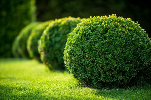 Cost of Bush Pruning in Claremore