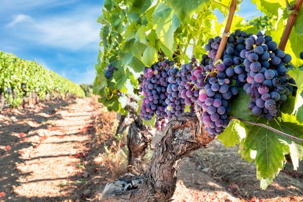Cost of Grapevine Pruning in Claremore