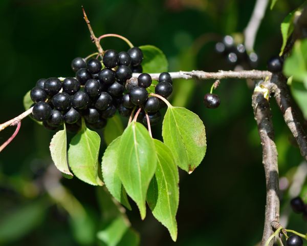Cost of Buckthorn Removal in Claremore