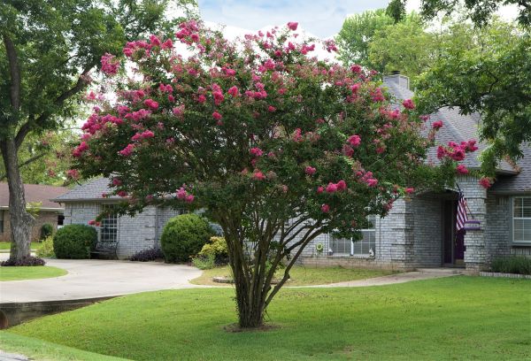 Crepe Myrtle Trimming in Claremore