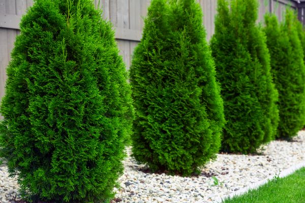 Cost of Arborvitae Removal in Claremore