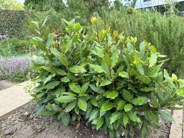 Cost of Laurel Hedge Removal in Claremore