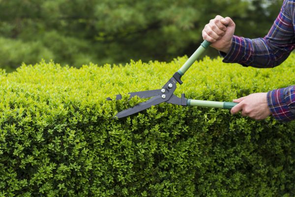 Cost of Evergreen Shrub Pruning in Claremore