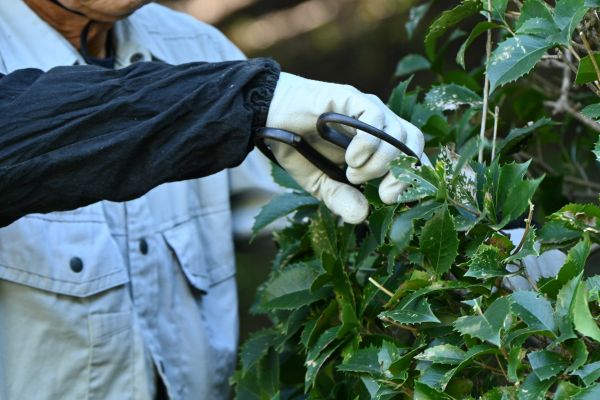 Holly Pruning in Claremore