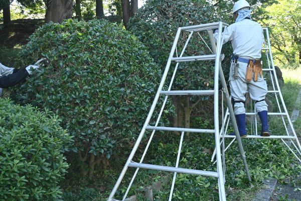 Cost of Holly Shaping in Claremore