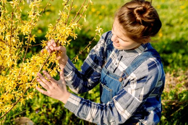 Cost of Forsythia Trimming in Claremore