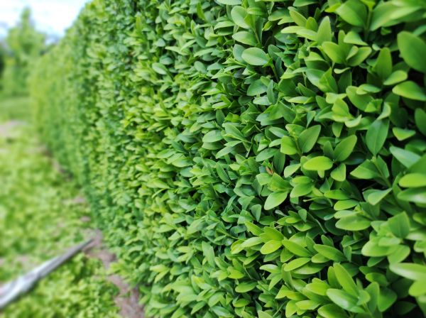 Cost of Boxwood Pruning in Claremore