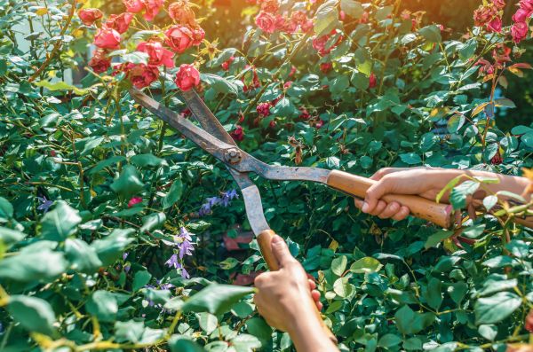 Knockout Roses Pruning in Claremore