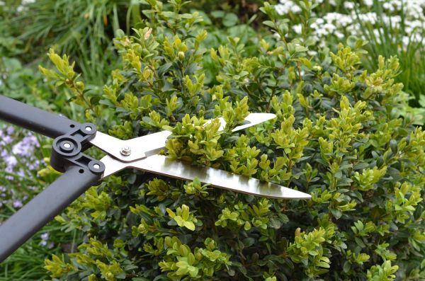 Cost of Boxwood Trimming in Claremore
