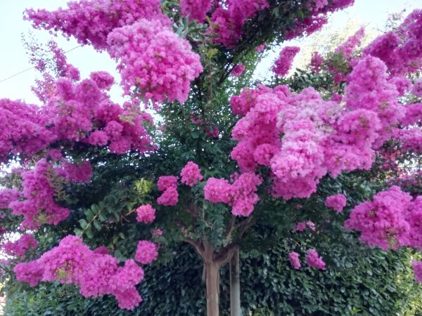 Cost of Crape Myrtle Pruning in Claremore
