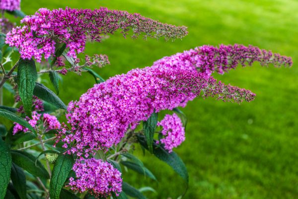 Cost of Butterfly Bush Removal in Claremore