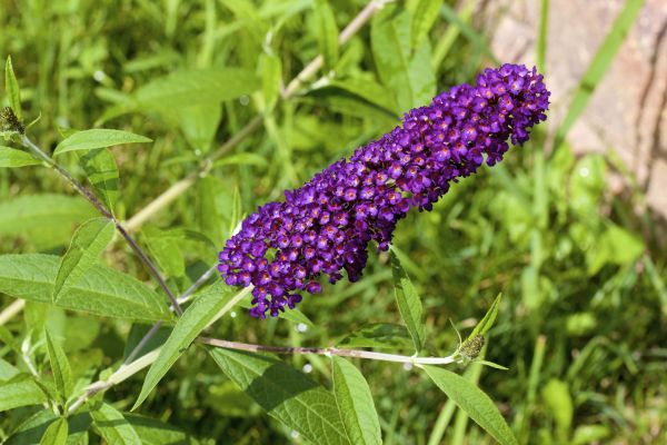 Butterfly Bush Pruning in Claremore
