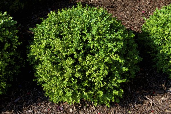 Cost of Boxwood Removal in Claremore