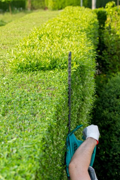 Hedge Trimming in Claremore